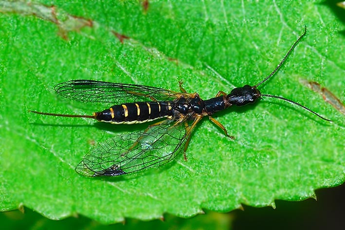 Parainocellia bicolor